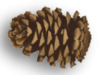 Captcha image 4855